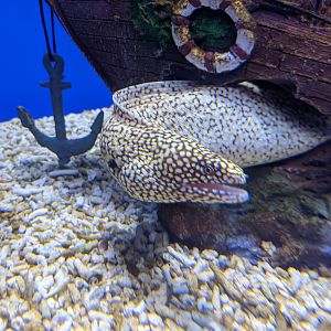 Moray - Ocean World (Guangzhou)