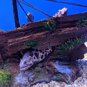 Moray - Ocean World (Guangzhou)