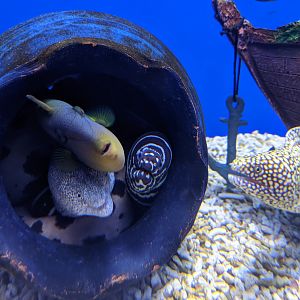 Moray tank - Ocean World (Guangzhou)