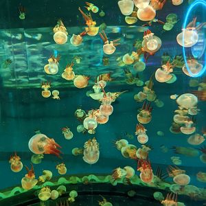 Jellyfish - Ocean World (Guangzhou)