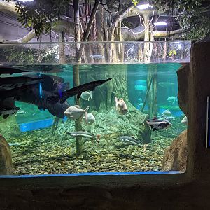 Amazon tank - Ocean World (Guangzhou)