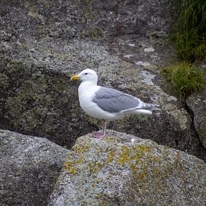 Glaucous-winged Gull - Alaska