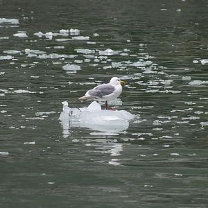 Glaucous-winged Gull - Alaska