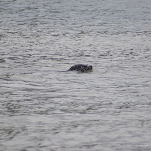Harbor Seal - Alaska