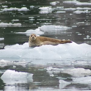 Harbor Seal - Alaska