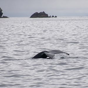 Humpback Whale - Alaska