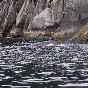 Humpback Whale - Alaska