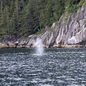 Humpback Whale blow - Alaska