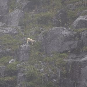 Mountain Goats - Alaska