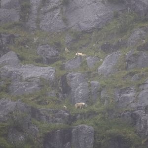 Mountain Goats - Alaska