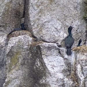 Pelagic Cormorants - Alaska