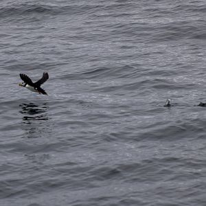 Horned Puffin taking flight - Alaska