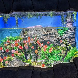 Discus (Symphysodon) - Ocean World (Guangzhou)