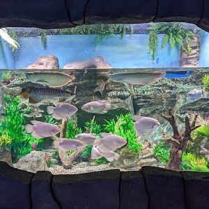 Freshwater tropicals - Ocean World (Guangzhou)