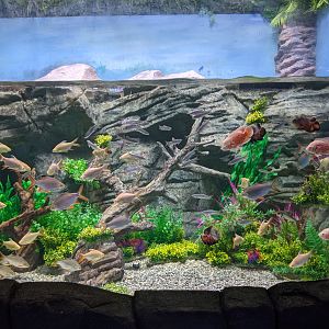Freshwater tropicals - Ocean World (Guangzhou)