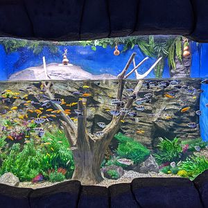 Freshwater tropicals - Ocean World (Guangzhou)