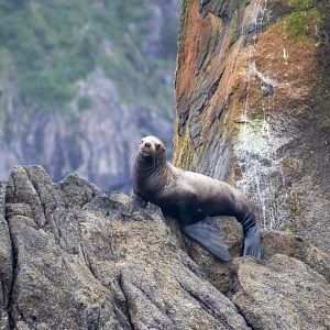 Steller Sea Lion - Alaska