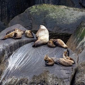 Steller Sea Lions - Alaska