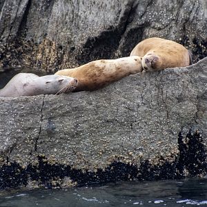 Steller Sea Lions - Alaska