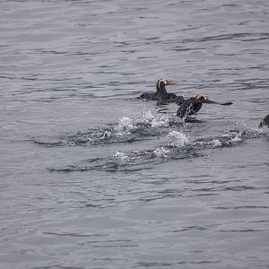 Tufted Puffins - Alaska
