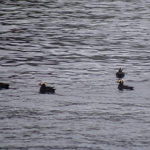 Tufted Puffins - Alaska