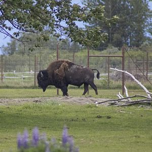 Wood Bison