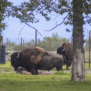 Wood Bison bachelor herd.