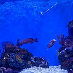 Ocean World (Guangzhou)