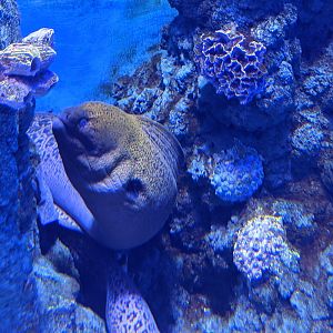 Moray - Ocean World (Guangzhou)