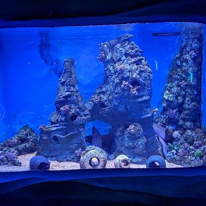 Moray tank - Ocean World (Guangzhou)