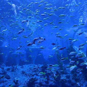 Escalator tank - Ocean World (Guangzhou)