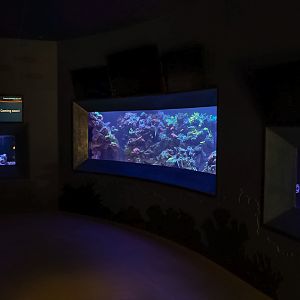 'Coral Reef Close-Up'