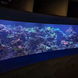 'Living Reef Tank'