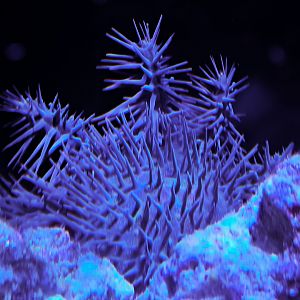 Pacific Crown-of-Thorns Sea Star