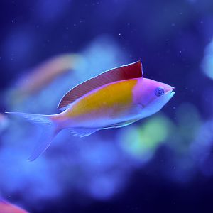 Redfin Anthias (male)