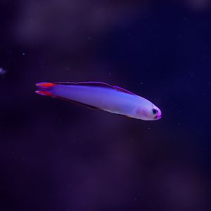 Purple Firefish