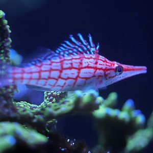 Longnos Hawkfish