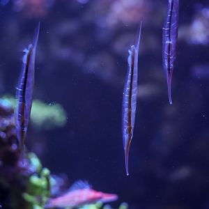 Grooved Razorfish