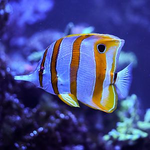 Copperband Butterflyfish