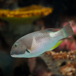Orange-dotted Tuskfish