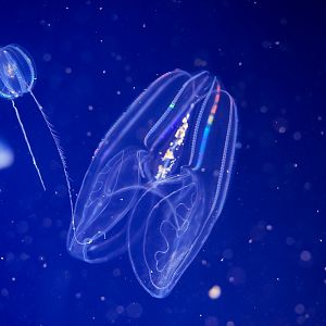 Canadian Comb Jelly