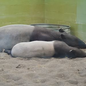 Malayan Tapirs (Mother & Calf)