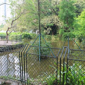 Greater Flamingos (Phoenicopterus rosaceus)