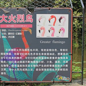 Greater Flamingo signage