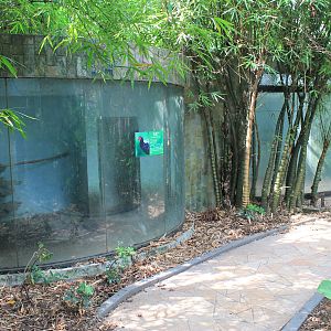 Pheasant aviaries in the walk-through aviary