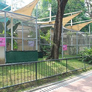 Pheasant aviaries in the walk-through aviary