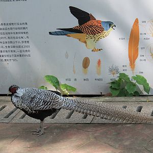Silver Pheasant [i]Lophura nycthemera[/i]