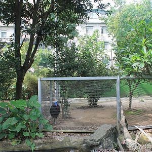Cassowary enclosure