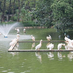 Great White Pelicans (Pelecanus onocrotalus)