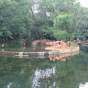 Caribbean Flamingos (Phoenicopterus ruber)